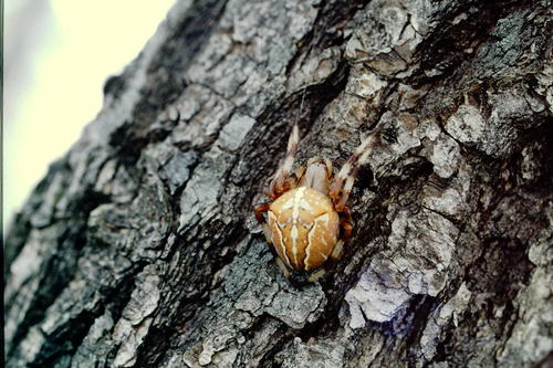 Araneus ishisawai