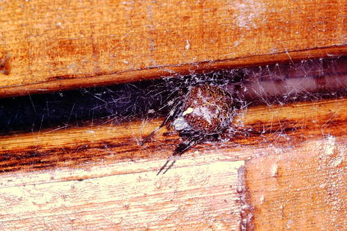Araneus variegatus