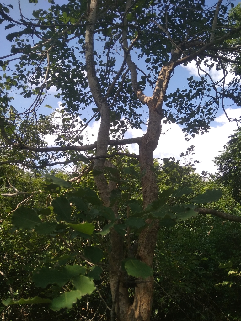 Beech Tree India Indian beech tree from 63F2+VWV, TSR Nagar, Tiruvannamalai, Tamil Nadu ...