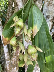 Catasetum maculatum image