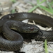Blackbelly Garter Snake - Photo (c) Jose Alfredo Hernández Díaz, all rights reserved, uploaded by Jose Alfredo Hernández Díaz