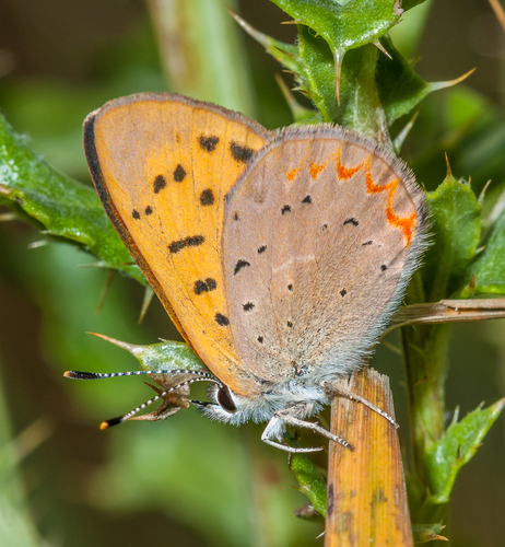 Purplish Copper