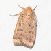 Abagrotis - Photo (c) Timothy Reichard, all rights reserved, uploaded by Timothy Reichard