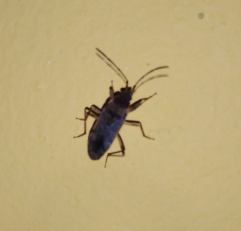 dirt-colored-seed-bugs-from-pjx2-gp6-katrakayalagunta-andhra-pradesh