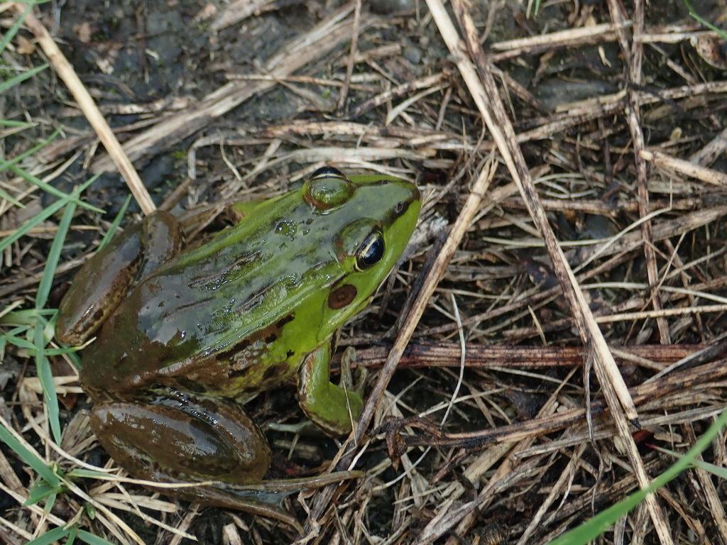 Pelophylax porosus brevipodus from 倉垣, 豊能郡能勢町, 大阪府, JP on August 07 ...