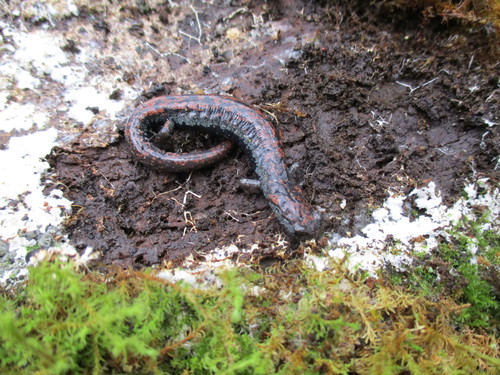 Leprous False Brook Salamander