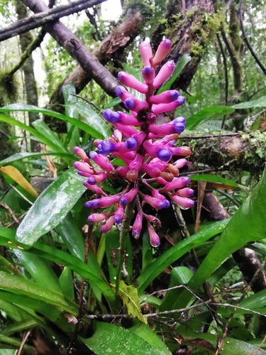 Aechmea organensis · iNaturalist