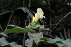 Costus villosissimus image