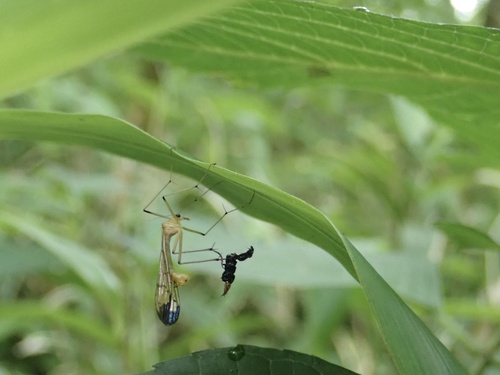 Bittacus marginatus