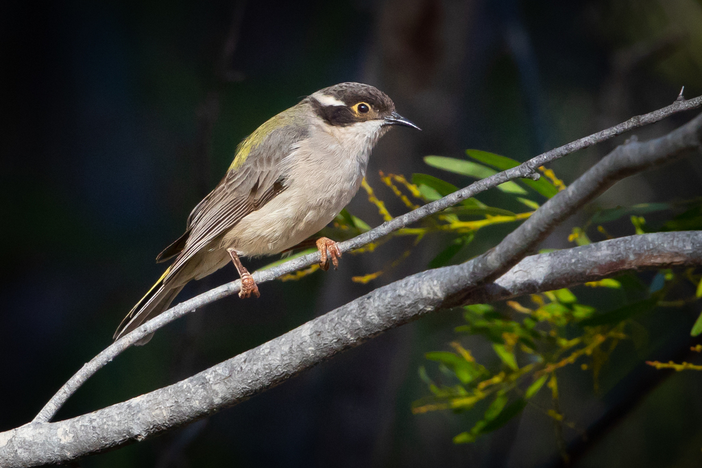 Brown-headed Honeyeater photo