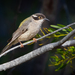 Brown-headed Honeyeater - Photo (c) Andrew Rock, all rights reserved