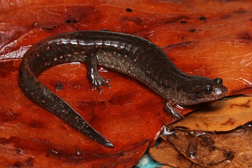 Holbrook’s Southern Dusky Salamander