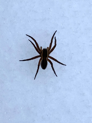 Six-spotted Fishing Spider