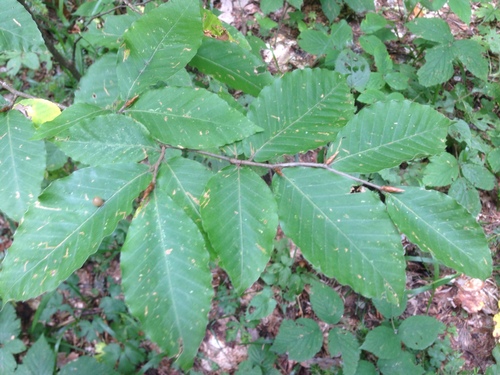 Oriental Beech