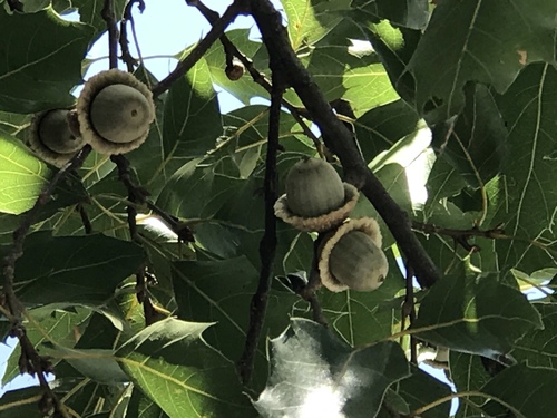 Quercus cupreata