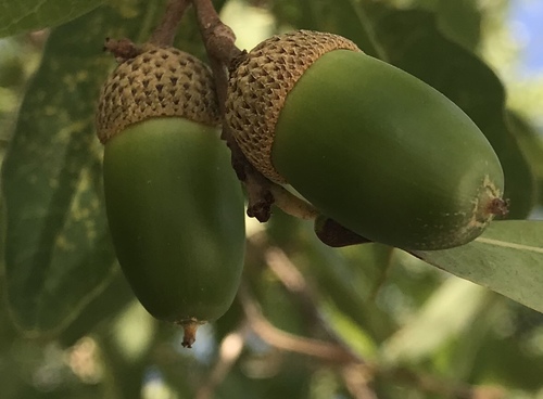 Quercus porphyrogenita