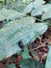Cactophagus sanguinolentus image