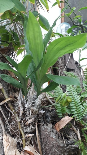 Spurred Catasetum (Catasetum integerrimum)
