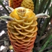 Beehive Ginger - Photo (c) jesus_ab, all rights reserved