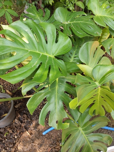 Swiss Cheese Plant