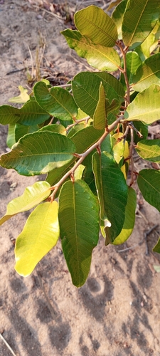 Mobola Plum