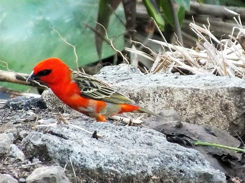 Red Fody