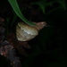 Satsuma japonica japonica - Photo (c) 栗鼠, todos los derechos reservados, subido por 栗鼠