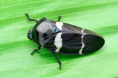 Ectemnonotum