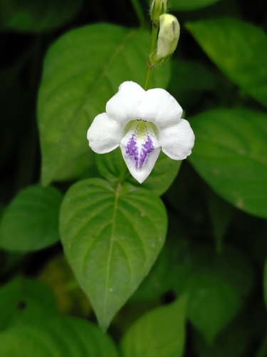 African Coromandel