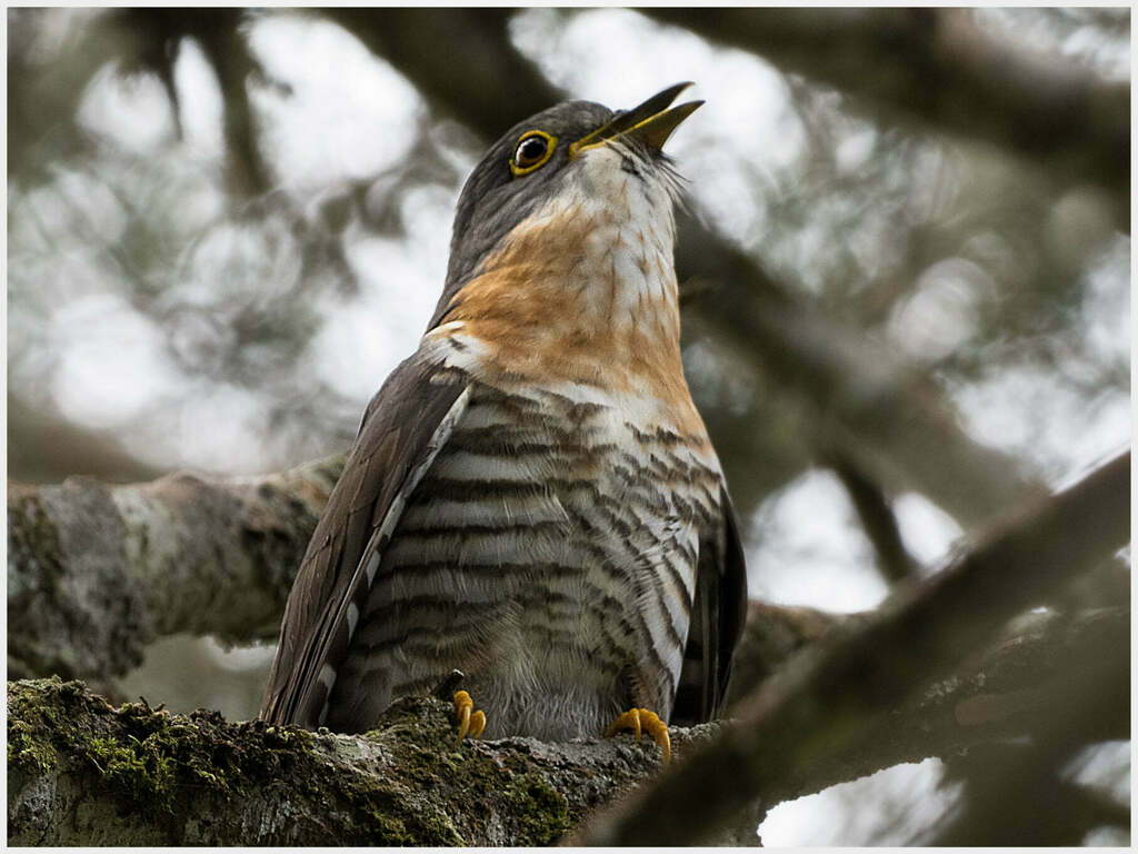 Dark Hawk-Cuckoo photo