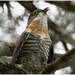 Dark Hawk-Cuckoo - Photo (c) Chen Gim Choon, all rights reserved, uploaded by Chen Gim Choon