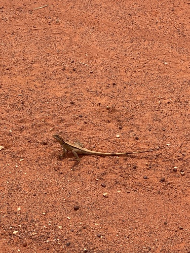 Crested Dragon