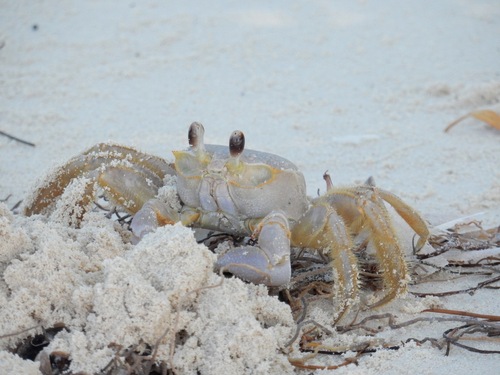 Atlantic Ghost Crab