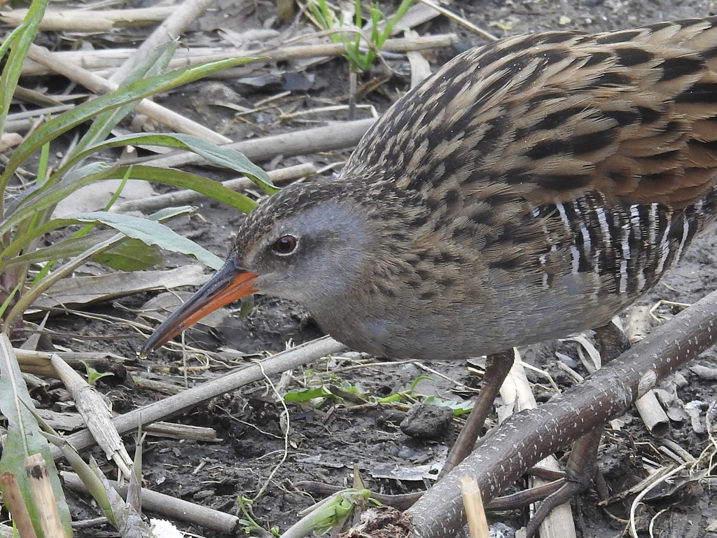 Brown-cheeked Rail (Rallus indicus) photo