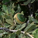 Quercus microphylla - Photo (c) Israel Piedras Gutiérrez, all rights reserved, uploaded by Israel Piedras Gutiérrez