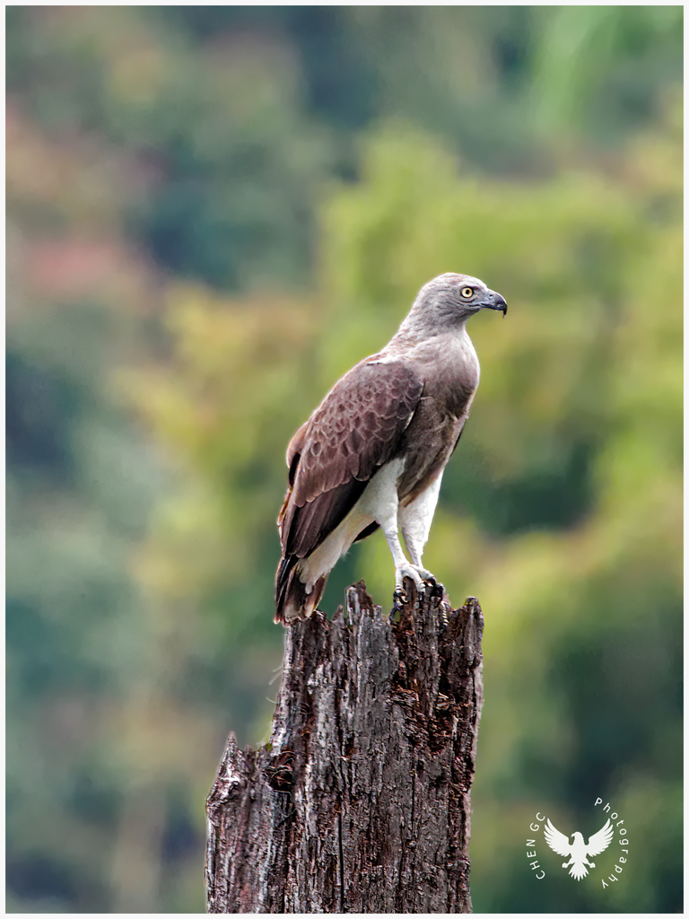 Lesser Fish-Eagle photo