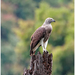 Lesser Fish-Eagle - Photo (c) Chen Gim Choon, all rights reserved, uploaded by Chen Gim Choon