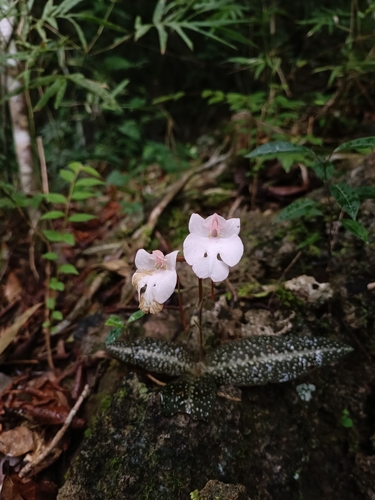 Flesh-Colored Habenaria