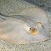 Common Stingray - Photo (c) AILERONS, all rights reserved, uploaded by AILERONS