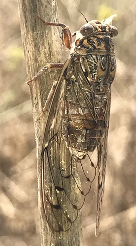 Cicada barbara