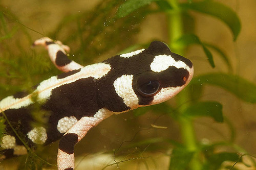 Lorestan Newt