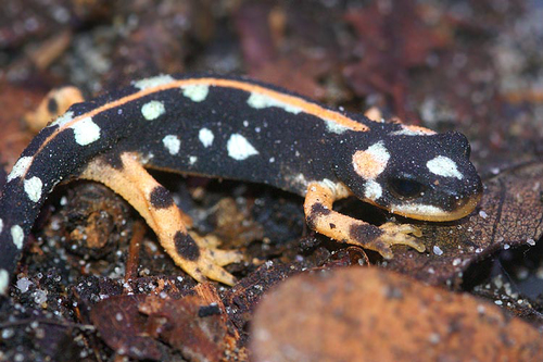 Lorestan Newt