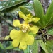 Erycina pusilla - Photo (c) gabrielly_delamarche, όλα τα δικαιώματα διατηρούνται, uploaded by gabrielly_delamarche