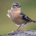 Azores Chaffinch - Photo (c) Joao Paulo S. Goncalves, all rights reserved, uploaded by Joao Paulo S. Goncalves
