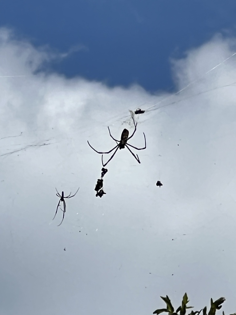 Joro Spider in September 2022 by Kristin Z. · iNaturalist