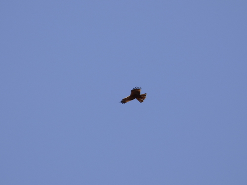 Black Kite