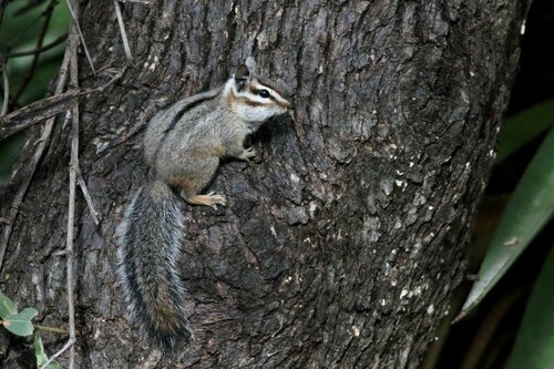 Cliff Chipmunk