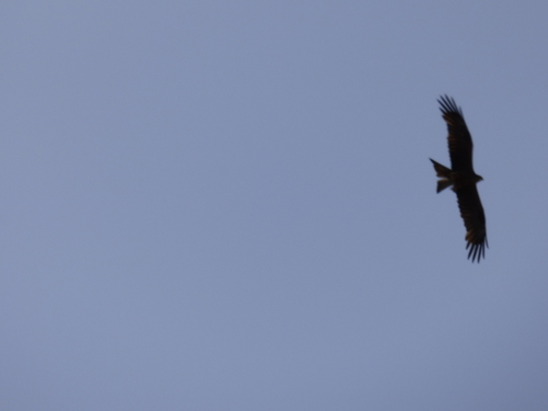 Black Kite