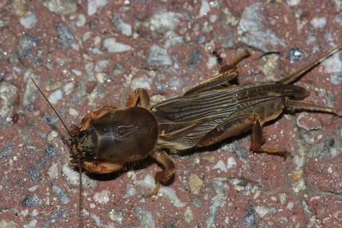 Oriental Mole Cricket