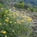 Helichrysum italicum - Photo (c) Smi Chkine, todos los derechos reservados, subido por Smi Chkine